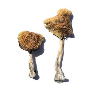 Buy Cambodian Magic Mushrooms